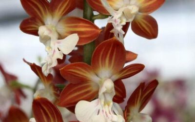 BIO Aranyló Orchidea STEM CELLS Anti Aging Lifting terápia